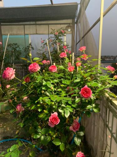 Ha Mai Homestay Hue - 정원