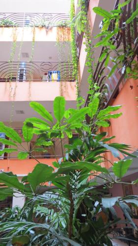Garden, Hotel Martell in San Pedro Sula