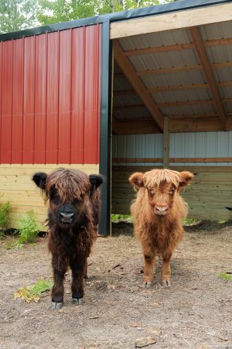Ilex Forest Retreat Blackthorn Ilex Forest Retreat Blackthorn