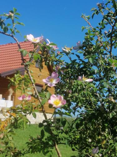 Apartmani Tarin zov