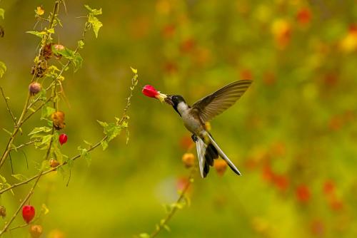 Sacred Valley Mountain Lodge