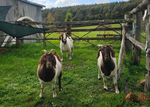 Cherswood Farm in Manjimup