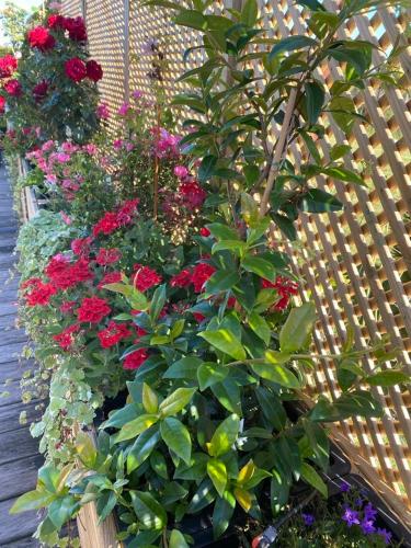 Lauralys, Mons (foto 6)