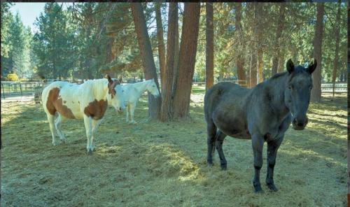 WorldMark Bend Seventh Mountain Resort - ST Sleeps - image 6