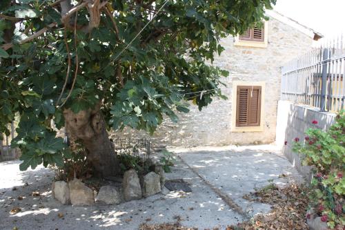 Bouganville in Villamar