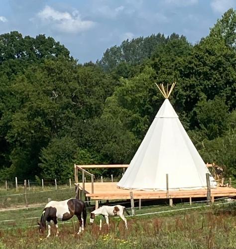 Tipi en pleine nature avec les chevaux gîte à louer Glanville