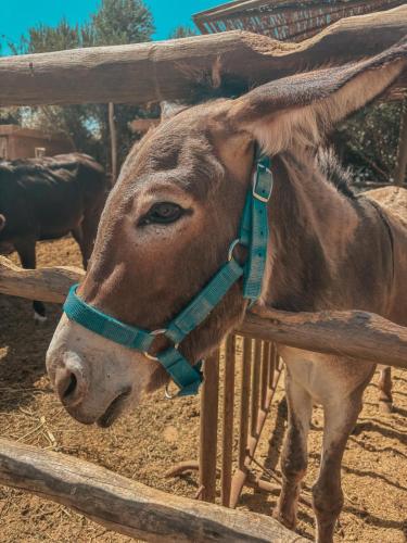 Domaine Golfique Lamrah - 10 Suites Domaine Golfique Lamrah - 10 Suites