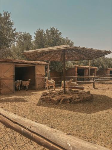 Domaine Golfique Lamrah - 10 Suites Domaine Golfique Lamrah - 10 Suites