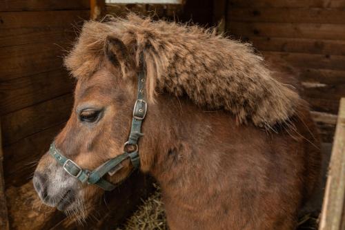 Ferienwohnung Birken Allee 35181 - image 7