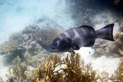 Chumbe Island Coral Park