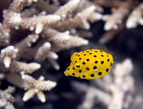 Chumbe Island Coral Park