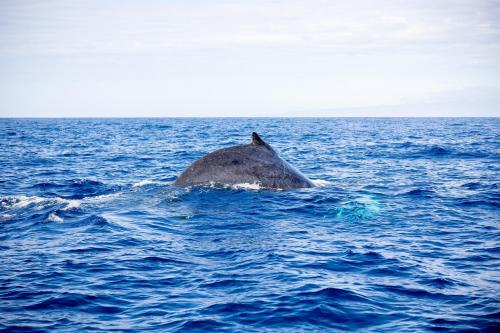 Sunset Shores - UNIT B Kaiupoho