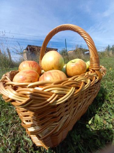 VINEA PANONIKA wine & mind retreat VINEA PANONIKA wine & mind retreat