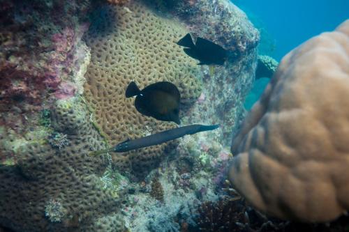 Chumbe Island Coral Park