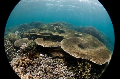 Chumbe Island Coral Park