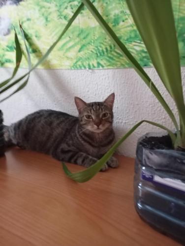 Großes modernes Zimmer Silber für 2 Personen und Katzenliebhaber, Valencie (fotografie 6)
