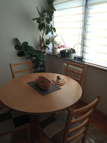 Rose Dobrinja Rose Dobrinja