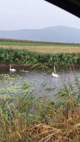 Bobnarica in Grahovo