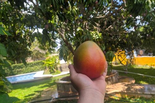 La PAJARERA piscina y Jardín compartido in Las Delicias, Mexico