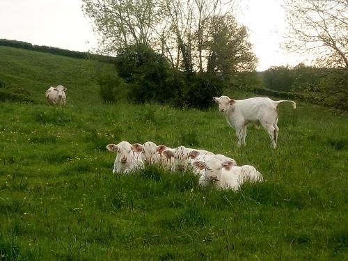 GITE A LA FERME in Le Rousset
