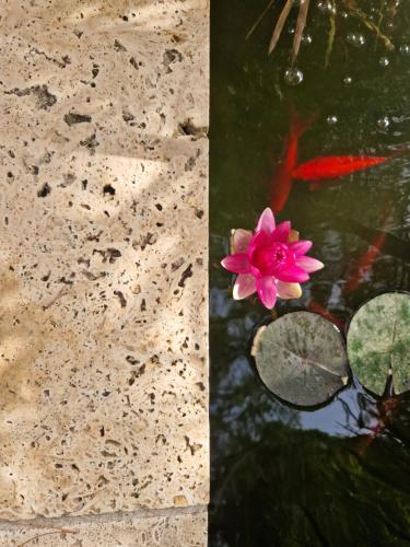 Tres bel hébergement ensoleillé les Romarins (Tres bel hebergement ensoleille les Romarins) in Brignoles