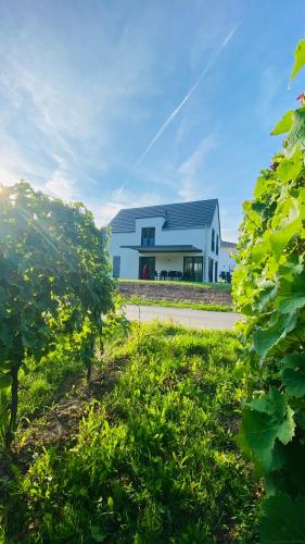 Haus im Weinberg in Ellenz-Poltersdorf, Deutschland
