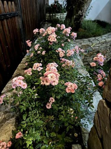 DiNancyCasolare - La Colonia, SC