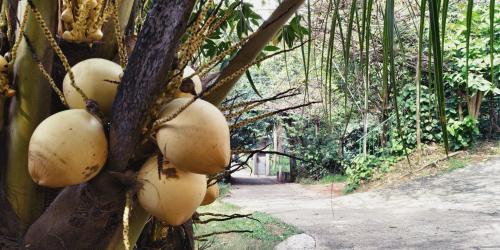 The Colombo Village - image 3