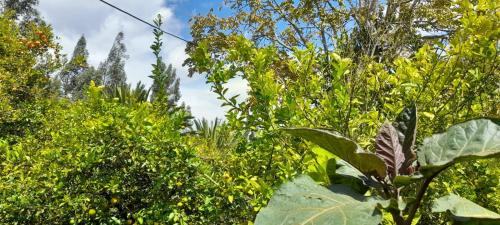 Tranquilidad en el campo in Guano