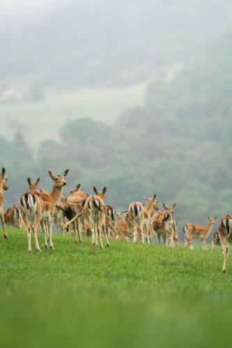 Guest House Pod Grebenom - image 3