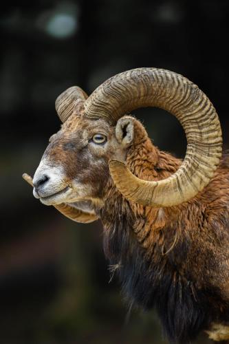 Guest House Pod Grebenom - image 13