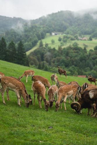 Guest House Pod Grebenom - image 8