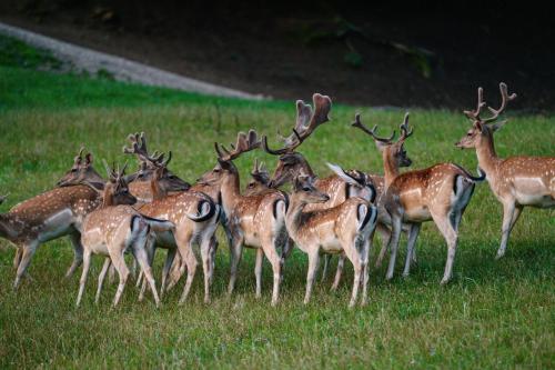 Guest House Pod Grebenom - image 6