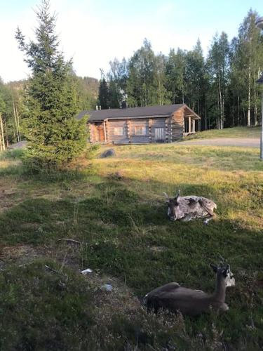Bear Cub - Ruka Slopes, ski, hiking, Kuusamo (foto 4)