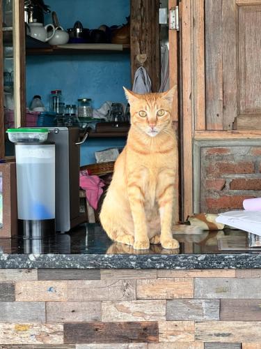 Pinokkio Bed and Breakfast – Ungasan, CO