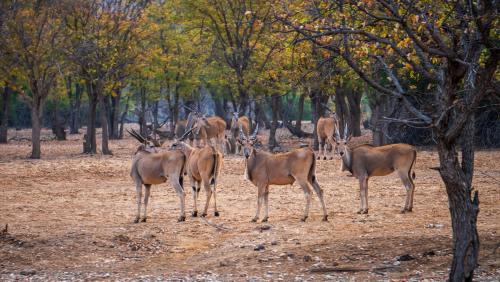 Ugab Game Farm & Lodge Ugab Game Farm & Lodge