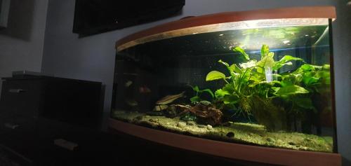 Mimosa Iosia Oradea Mimosa Iosia Oradea