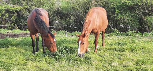 Swan Studio Haven in 利敦瓦納