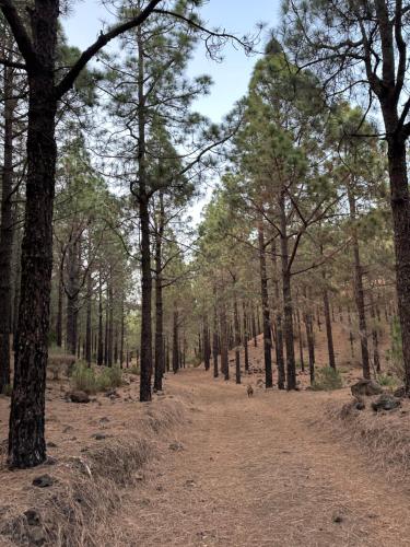 Zulia Suites, Masca, Teide, Los Gigantes, Excursions, AC, Wifi-2 5