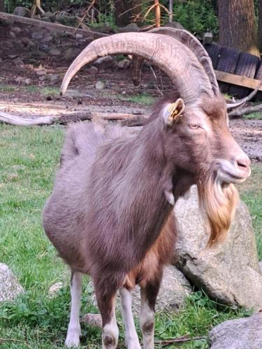 Ferienwohnung bei Schoones in กันเดอร์กีเซ