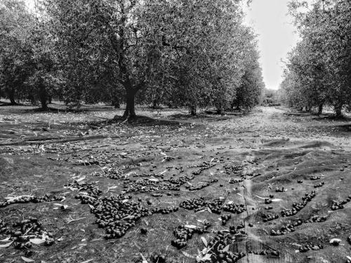 Agriturismo Locanda Pantanello - image 14