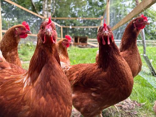 Modern Accessible Apartment with Interconnecting Room in Peebles