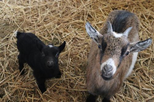 Ostsee-Bauernhof FeWo Rotdorn 1.5km von Kabelhorst entfernt