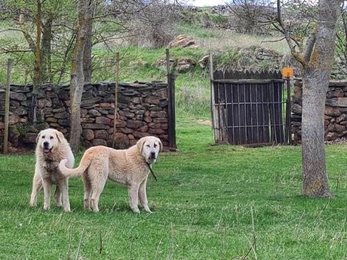 Campovillas in 阿蒂恩薩