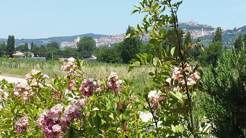 Casa Nonna Jole in Assisi