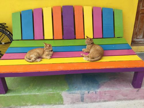 Travellers Palm Backpackers in Caye Caulker