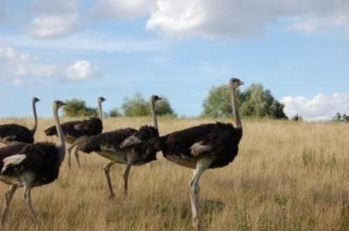 Ferienhaus Alleenwiesen in Gerswalde
