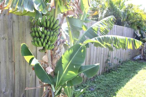 Banana Tree Casa - image 5