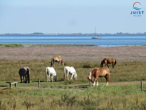 สภาพแวดล้อมโดยรอบ, Haus Petra 131 - Ferienwohnung 1 in จูอิส์ท