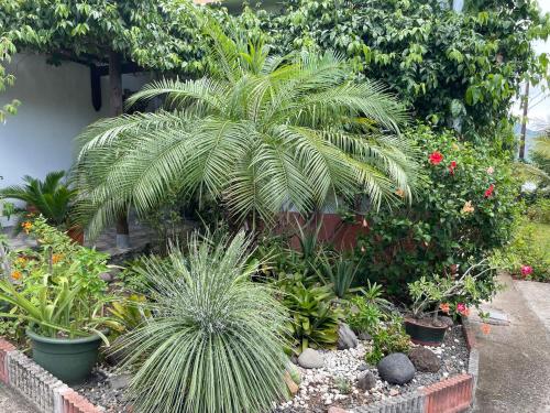 Sarithea, Basse-Terre (foto 2)